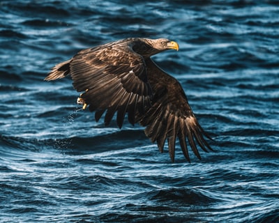 黑鹰在白天飞越海面